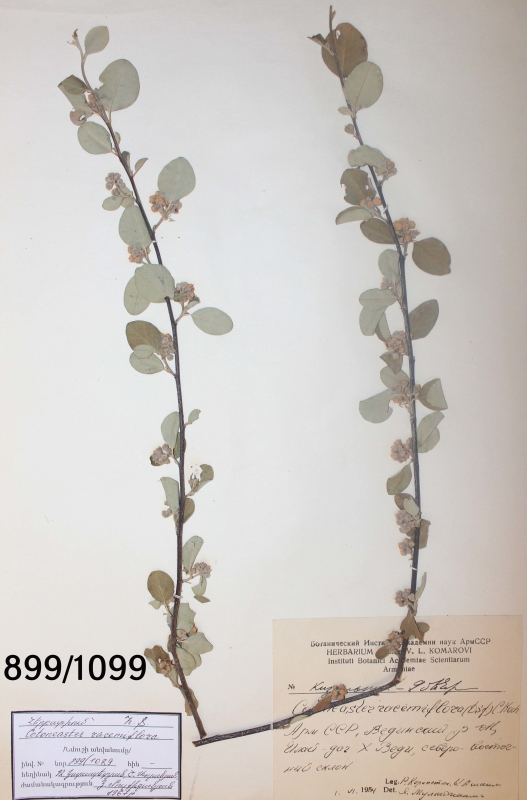 Cotoneoster  racemiflora