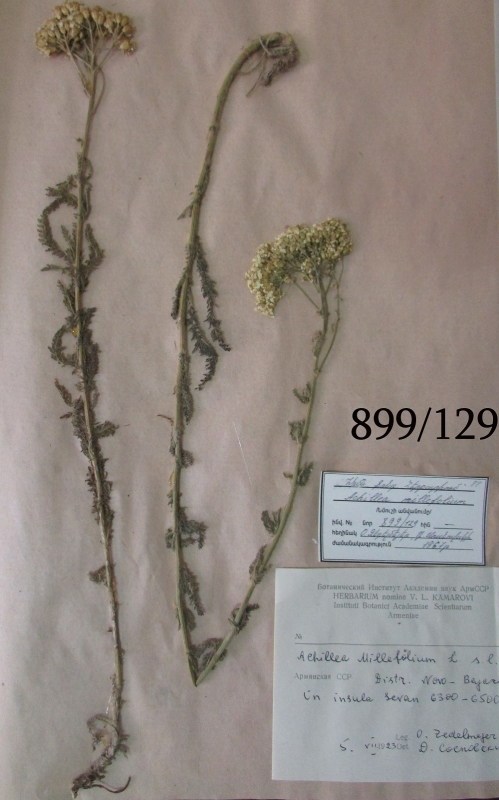Achillea mellifolium