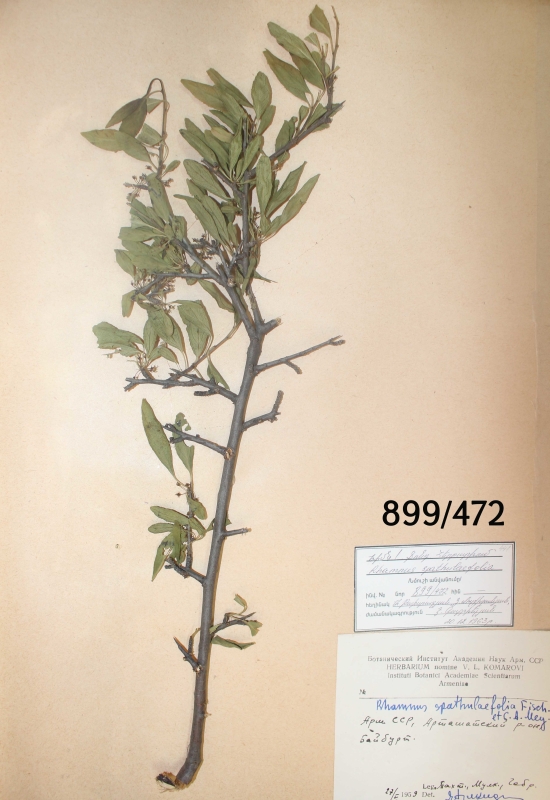 Rhamnus spathulaefolia