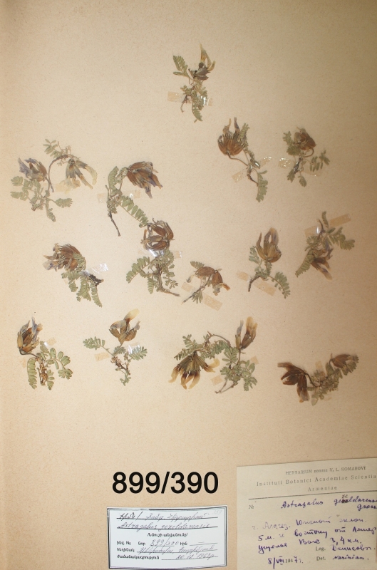 Astragalus gezeldarensis