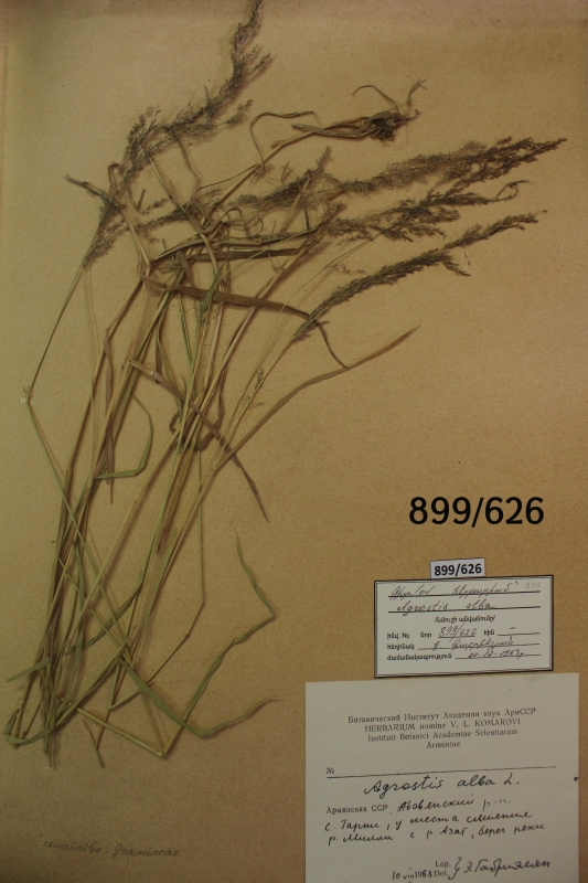 Agrostis  alba