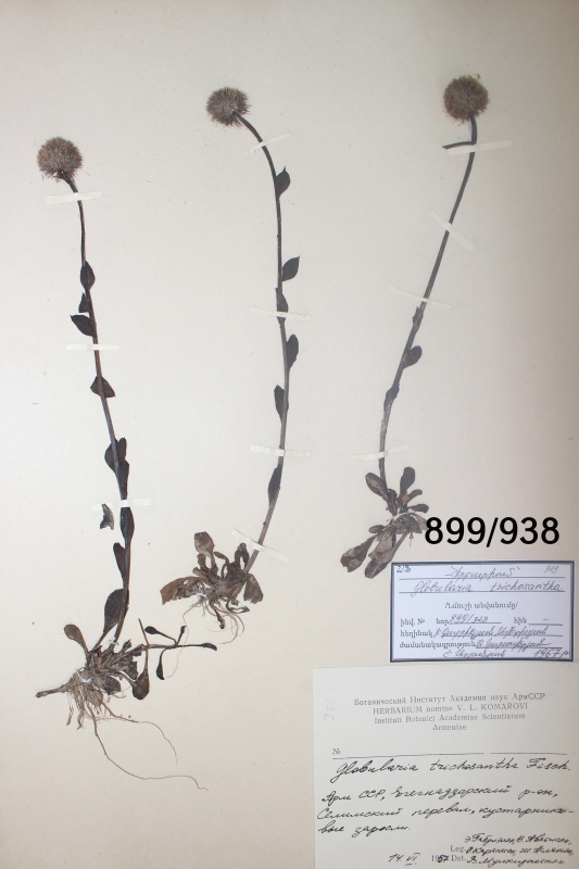 Globularia  trichosantha