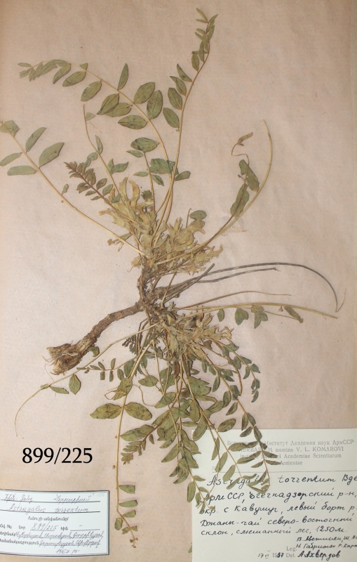 Astragalus torsentum