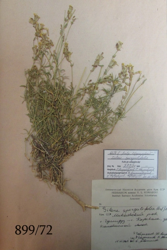 Silene spergulifolia
